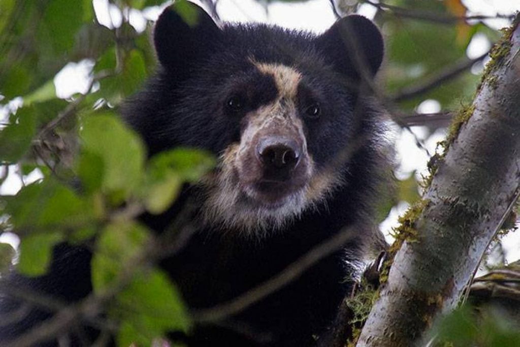 Oso en Machu Picchu